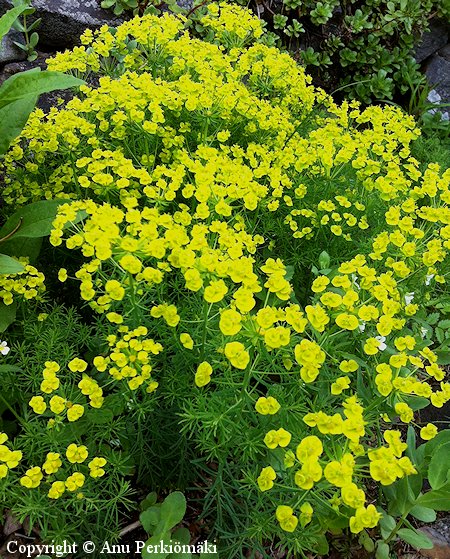 Euphorbia cyparissias, tarhatyräkki